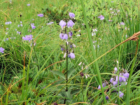 Adenophora triphylla var. hakusanensis