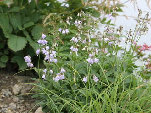 Adenophora triphylla var. hakusanensis