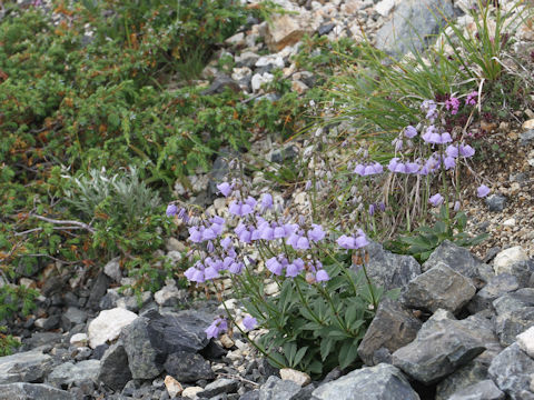 Adenophora triphylla var. hakusanensis