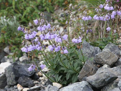 Adenophora triphylla var. hakusanensis