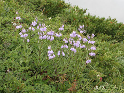 Adenophora triphylla var. hakusanensis