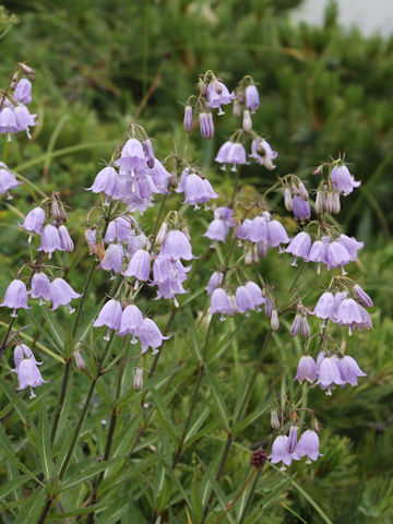 Adenophora triphylla var. hakusanensis