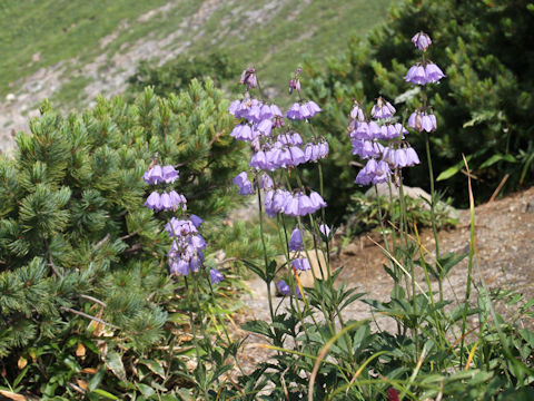 Adenophora triphylla var. hakusanensis