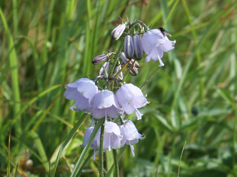 Adenophora triphylla var. hakusanensis