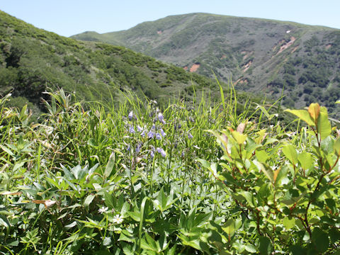 Adenophora triphylla var. hakusanensis