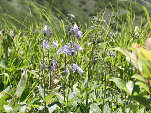 Adenophora triphylla var. hakusanensis