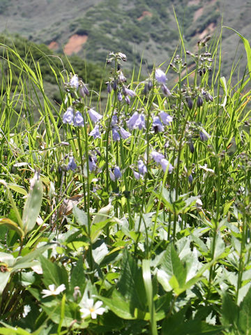 Adenophora triphylla var. hakusanensis