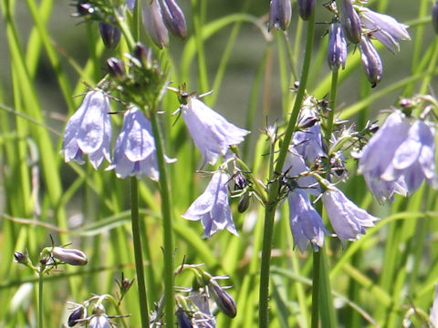 Adenophora triphylla var. hakusanensis