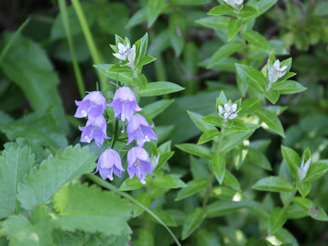 Adenophora triphylla var. hakusanensis