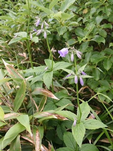 Adenophora triphylla var. hakusanensis