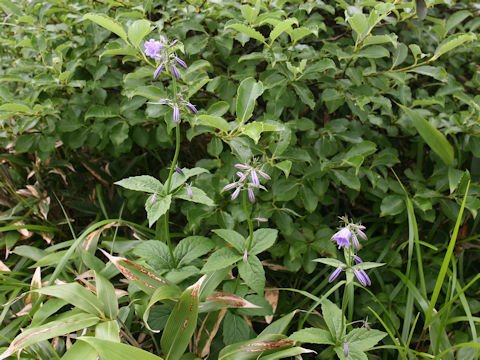 Adenophora triphylla var. hakusanensis