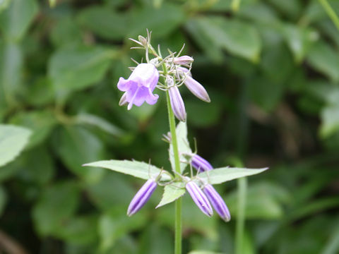 Adenophora triphylla var. hakusanensis