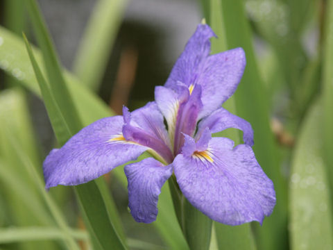 Iris ensata