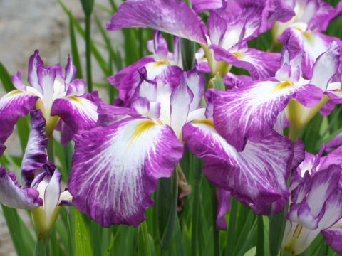 Iris ensata cv. 吉江７７号