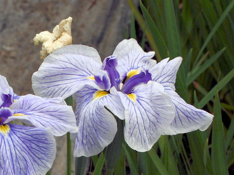Iris ensata cv. 水玉星