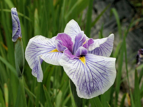 Iris ensata cv. 春の海