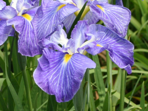 Iris ensata cv. 朝戸開