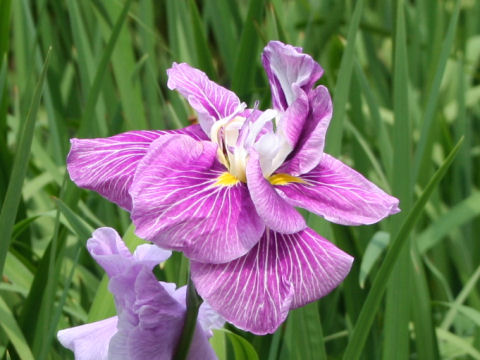 Iris ensata cv. 長生殿