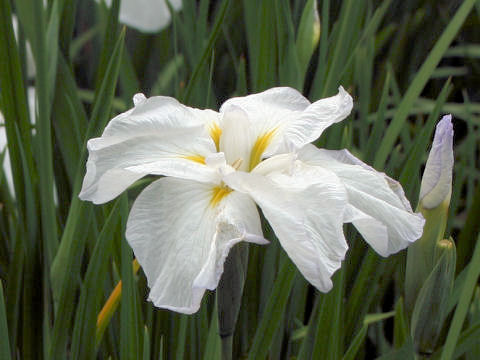 Iris ensata cv. 朗月