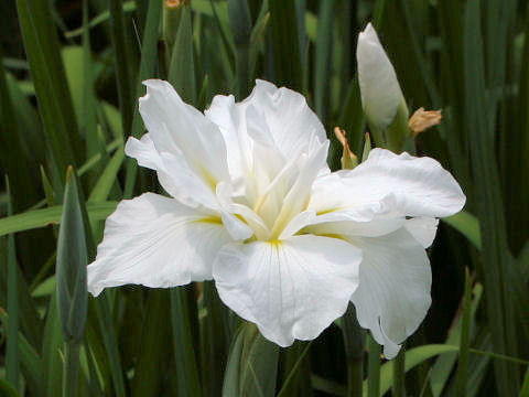 Iris ensata cv. 宮の白菊