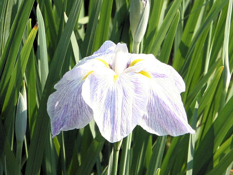 Iris ensata cv. 夏姿