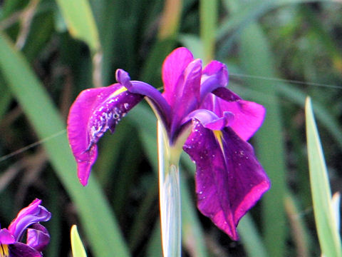 Iris ensata cv. 縞菖蒲