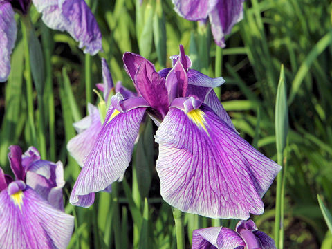 Iris ensata cv. 晴間の響