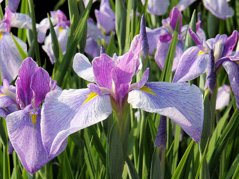 Iris ensata cv. 袖娘