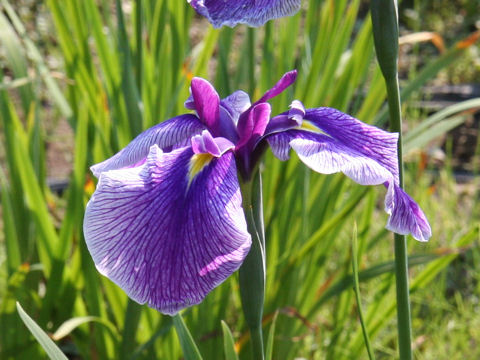 Iris ensata cv. 誰が袖