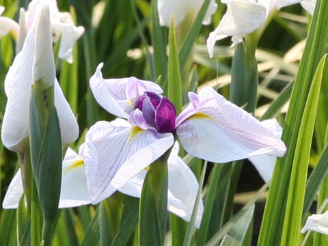 Iris ensata cv. 朝日の峯