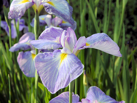 Iris ensata cv. 長良川