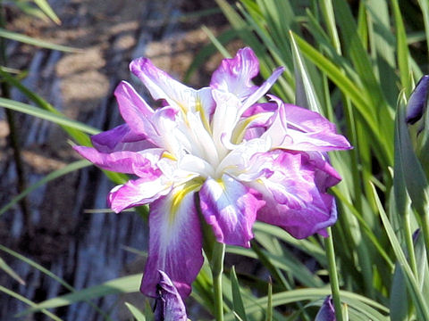 Iris ensata cv. 天女の冠