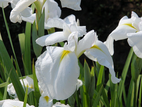 Iris ensata cv. 水巴