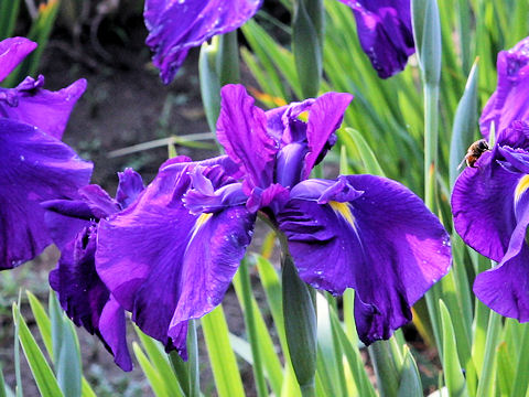 Iris ensata cv. 藤袴