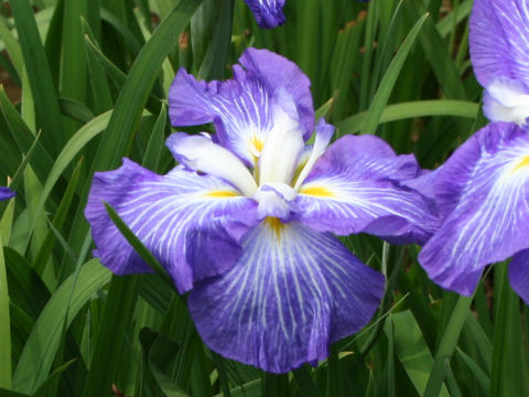 Iris ensata cv. 夜光の球