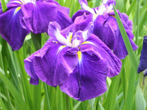 Iris ensata cv. 新玄海