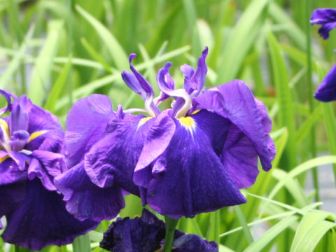 Iris ensata cv. 千早城