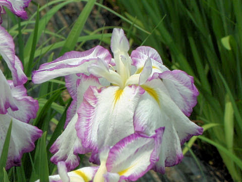 Iris ensata cv. 紅唇