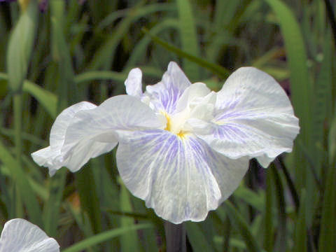 Iris ensata cv. 露錦