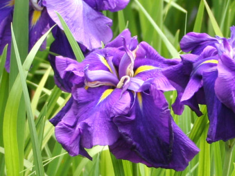 Iris ensata cv. 八ツ橋