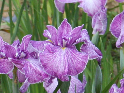 Iris ensata cv. 京舞