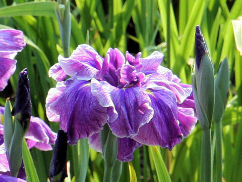 Iris ensata cv. 高尾錦