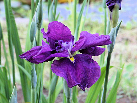 Iris ensata cv. 