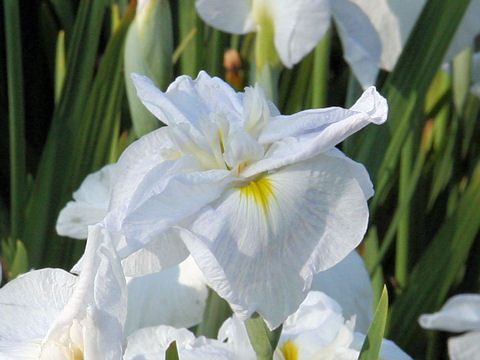 Iris ensata cv. 涼夕