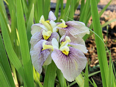 Iris ensata cv. 稔の秋