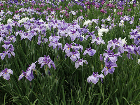 Iris ensata cv.