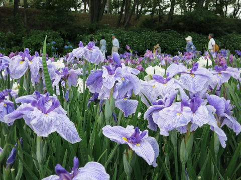 Iris ensata cv.