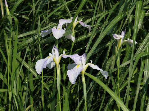 Iris ensata cv.
