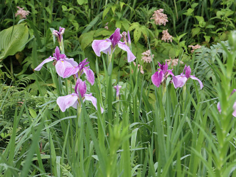 Iris ensata cv.
