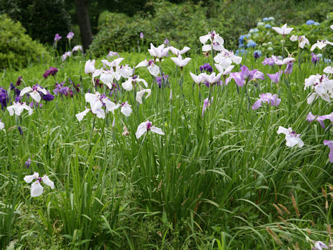 Iris ensata cv.